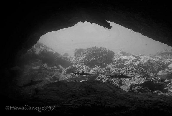 A black and white photo showing the mouth of an underwater cave showing small silhouettes of three sharks swimming.