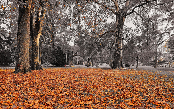 A wide view of a park in autumn where the ground is completely covered with dry orange leaves. Tall trees with textured trunks stand throughout the scene, their branches stretching overhead. Most of the background is desaturated, which makes the orange leaves and a few remaining colored details stand out. Benches and a small lamppost are visible in the distance among the trees.
