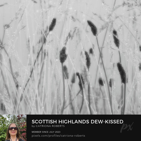 Monochrome photograph featuring the design- 

Scottish Highlands Dew-Kissed Grasses.

I took this photo during wet, misty autumnal morning in the Scottish Highlands. 

Features morning dew clinging to tall grasses, casting a serene and delicate mood. 

The monochrome palette enhances the subtle details of the scene. 

Click links on the main post for options.
