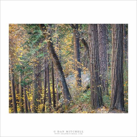 Yosemite forest with autumn color