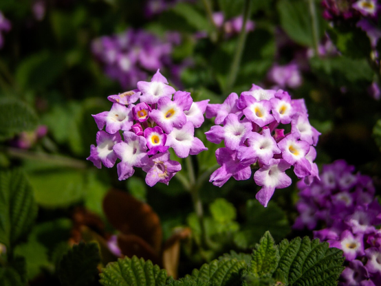 The image displays a cluster of delicate flowers with a central focus on two prominent bundles. Each flower features a five-petaled structure with soft pinkish-purple hues that gradually fade to white at the edges. The centers of the flowers are a vibrant yellow, adding a striking contrast. The flowers are set against a backdrop of lush green foliage, with textured leaves evident at the bottom of the image.