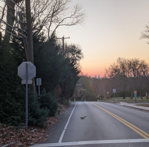 Photo looking east down an empty two-lane road with early morning orange glow behind the distant, tall skyscrapers of downtown Philadelphia. In the foreground a squirrel so crossing the road.