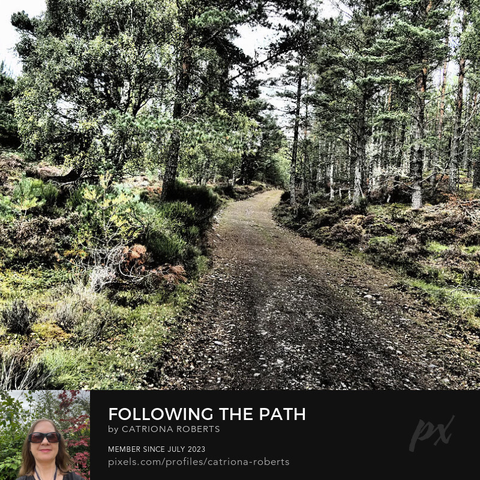 Coloured photograph featuring the design- 

Following the Path through the Scottish Highlands.

I took this photo, using a creative photographic filter, during a lovely autumnal nature walk through the Scottish Highlands. 

Features a winding dirt path cutting through a lush Birch forest, surrounded by dense, green foliage. 

The light filters softly through the trees, creating a serene and natural landscape.

Click links on the main post for options.
