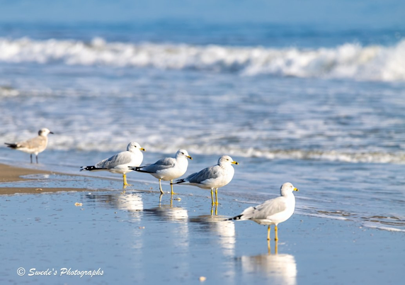 "Four Laughing Gulls (Leucophaeus atricilla) stand in quiet formation on the wet sand of a beach, their slender bodies upright, their black hoods and white underbellies sharply defined against the silvery sheen below. Each gull gazes out toward the sea, as if contemplating the horizon or waiting for a signal from the tide. Their reflections shimmer beneath them—soft, elongated echoes in the damp sand, doubling their presence in a mirror of stillness.

The ocean behind them rolls in gentle waves, low and rhythmic, brushing the shore with a hush. The sky is clear, the light diffuse, and the entire scene feels suspended in a moment of quiet anticipation.

Off to the left edge, slightly out of focus, stands a lone Forster’s Tern (Sterna forsteri), its posture mirroring the gulls—head tilted toward the sea, legs planted in the wet sand. Though blurred, its presence adds a note of asymmetry and quiet contrast, like a footnote in a coastal ledger.

The composition is serene and deliberate, capturing a shared gaze among species, a moment of collective stillness before flight or tide." - Microsoft Copilot and the photographer