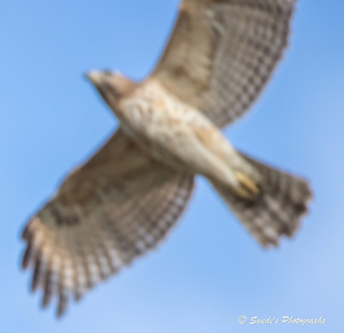 "A raptor glides overhead against a clear blue sky, its wings outstretched in a broad, steady arc. The photograph captures the bird from below, mid-flight, but the image is softly blurred—its edges feathered by motion or focus, like a memory half-formed or a dream in transit.

Despite the lack of sharp detail, the bird’s silhouette is unmistakably hawk-like: compact body, broad wings with rounded tips, and a tail that fans slightly as it rides the air. The plumage appears mottled, with light and dark patches suggesting banding or barring, though the blur renders specifics elusive. The posture is purposeful, gliding rather than flapping, as if surveying the land below with sovereign intent.

The sky is a clean canvas—no clouds, no distractions—just the hawk and its blurred echo, suspended in flight. The image feels like a fleeting witness to something wild and watchful, caught just as it passed overhead.

A watermark in the bottom right corner reads “© Swede’s Photographs,” anchoring the image in authorship." - Microsoft Copilot