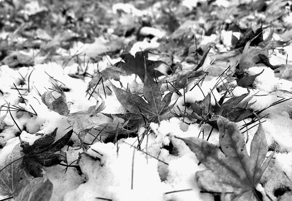 Black and white close-up photography of fallen maple leaves on the ground, partially covered in snow and interspersed with blades of dried grass. The foreground features several large, detailed leaves with visible veins, while the background is a blur of more leaves and snow, conveying a sense of depth and the steadily approaching winter season.