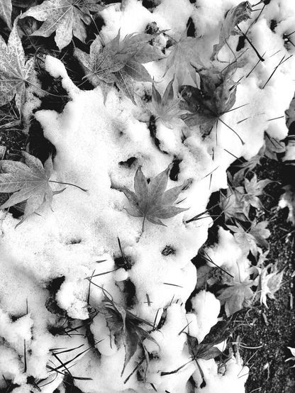 Black and white photograph of fallen leaves resting on patches of snow. The leaves are primarily maple leaves, with their distinct shape and veining visible. The snow is textured, covering portions of the ground where the leaves lay. Some blades of grass peek through the snow. The overall composition shows a contrast between the dark leaves and the bright snow, portraying a scene of late autumn transitioning to early winter.