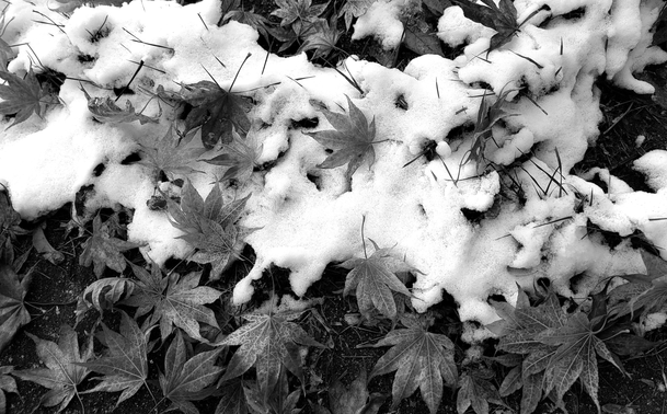 Black and white photograph of fallen maple leaves covered in patches of snow; the leaves are the main subject, with the snow clustered between and on top of them, creating  seasonal texture and contrast.