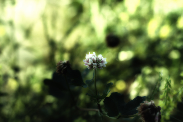 A color photo of a single blossom (perhaps clover) in a sea of out-of-focus green.
