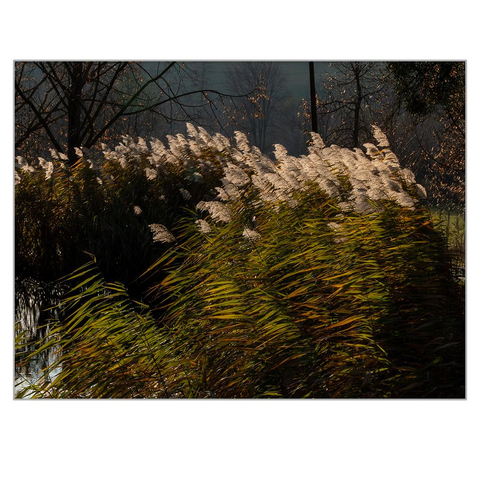 The shore of a small lake is lined with reeds and brightly lit by the setting sun.