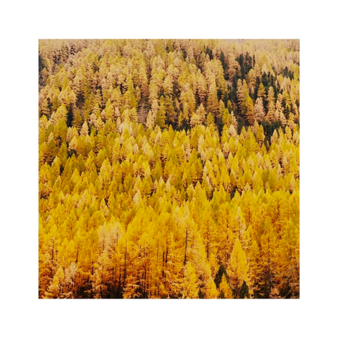 looking at a hill full of golden larch trees from a distance. the trees almost look soft and gentle, like a cushion or a cloudy bed