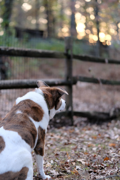 A white and brown dog sitting in his yard by a wooden fence, looking away toward the setting sun