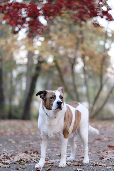 A white and brown dog standing in his yard looking a bit stern in the late evening sun. Remaining red maple leaves and yellow magnolia leaves are in the background.