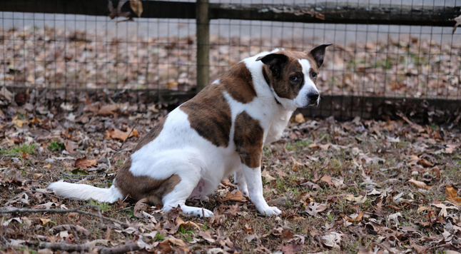 A landscape view of a white and brown dog sitting in his yard by a wooden fence