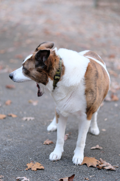 A yawning white and brown dog standing on the driveway