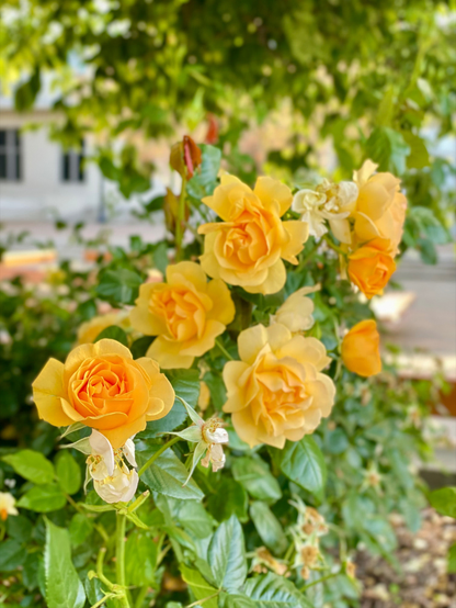 Bunch of yellow roses garlanded by green foliage in front of some building