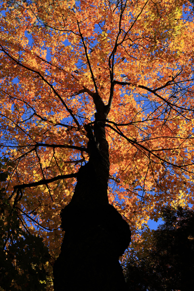 This photo was taken looking up  the truck of a deciduous tree in a mature forested area. As it was a bright day, the trunk and branches of the tree present as a silhouette effect.  The leaves are an orangish colour against the back drop of a vivid blue sky. The leaves are illuminated with a bit of a backlighting effect from the sunshine. 