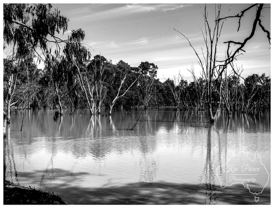 A moody, black and white landscape photograph capturing a tranquil, flooded billabong in Deniliquin.

The calm water reflects the dense line of tall, dark gum trees and foliage along the distant bank, contrasted by the stark white, skeletal trunks and branches of dead trees standing submerged in the foreground.

The lighting suggests an overcast or midday sun, emphasisng texture and depth across the water's rippling surface.