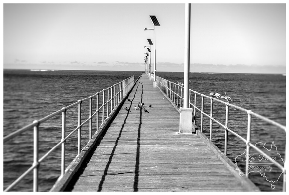 A black and white photograph of the Elliston Jetty extending straight into the ocean under a bright sky.  The wooden planks and metal railings lead the eye towards the distant horizon.  Solar powered lights line the jetty, casting long shadows. Several seagulls rest on the railing and the deck.