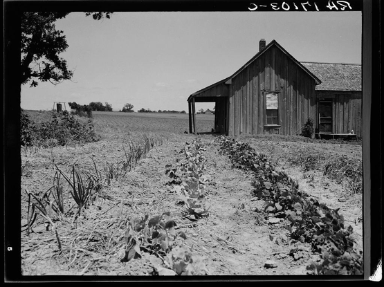 The image is a black and white photograph depicting an old wooden house situated in the middle of what appears to be farmland. The building exhibits signs of weathering, with its walls showing exposed wood planks and paint peeling off. There's a covered porch attached at one end where some objects are visible through the window openings.

In front of the house is a cleared area that looks like it was recently used for cultivation or gardening as evidenced by rows of plants in varying stages of growth, with young sprouts and more mature crops separated along two parallel lines. The landscape surrounding includes open fields extending to the horizon under a clear sky. There's sparse vegetation on either side, possibly wild shrubs.

The photograph is marked at the top edge with text "D-801547," which could indicate its cataloging or archival reference number and suggests it may have been taken as part of an official documentation project related to rural life conditions during a specific period. The image has a timestamp visible in white lettering across the bottom, reading "-EO1I 39" followed by "5", indicating some form of categorization system used for this photograph.

The composition and setting suggest it could be from historical agricultural studies or documentation efforts aimed at capturing rural landscapes during times when farming was more prevalent. The house's condition alongside the cultivated fields hints at  [...]