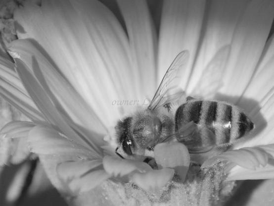 Bee, closeup, black and white, photo