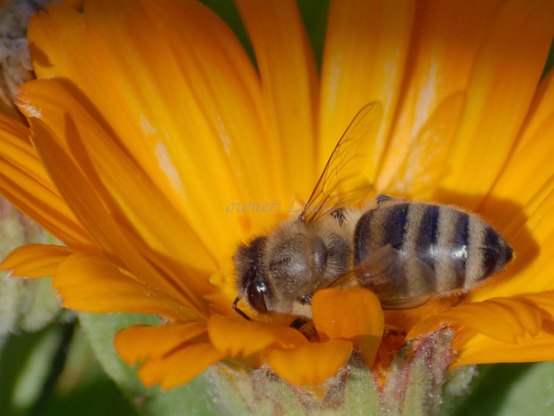 Bee, closeup, color, photo