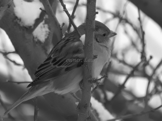 Bird, closeup, black and white, photo