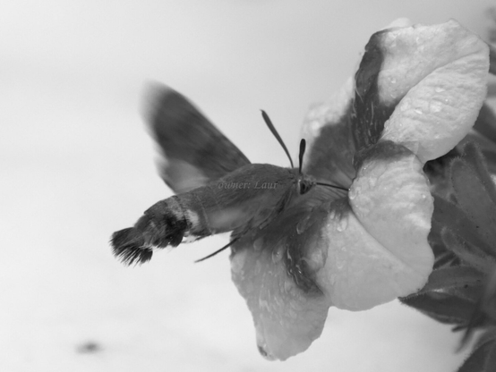 Insect, flower, closeup, black and white, photo