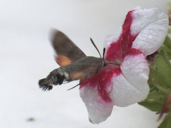 Insect, flower, closeup, color, photo