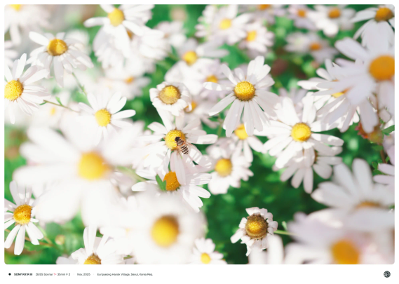 흰 꽃들이 피어난 화단 위로 꿀벌 하나가 날아와 꿀을 빨아먹고 있는 모습.
