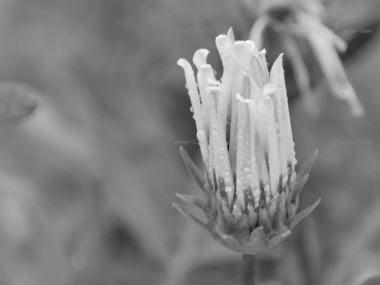 Flower, drops, closeup, black and white, photo