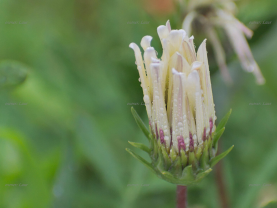 Flower, drops, closeup, color, photo