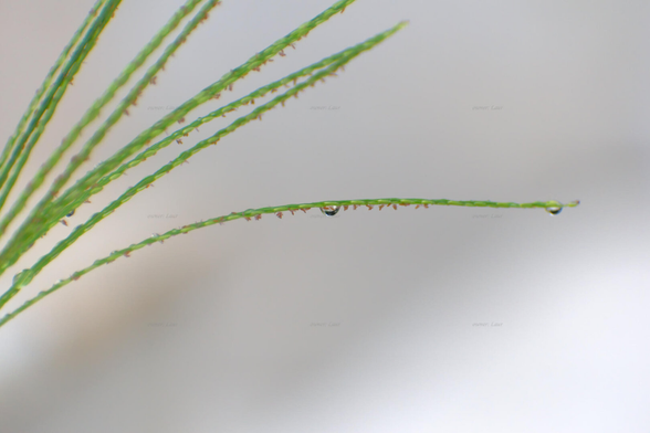 Grass, drops, closeup, color, photo