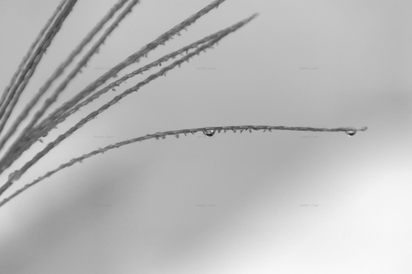 Grass, drops, closeup, black and white, photo