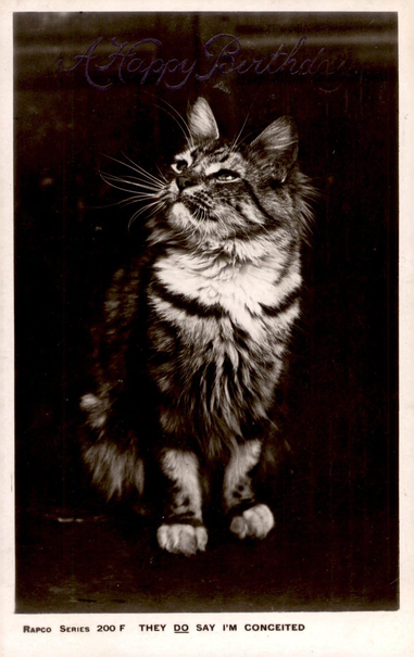 A black and white photo of a tabby and white cat that lifts his head up proudly.