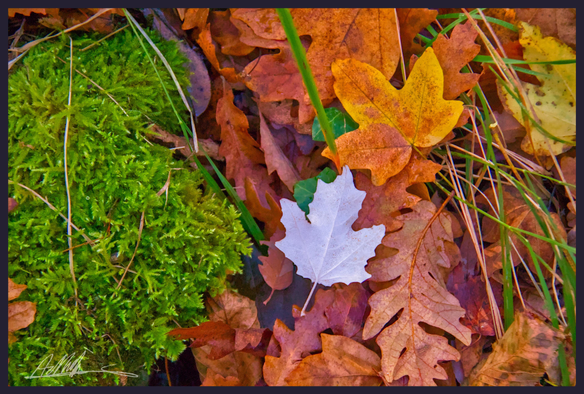 A close-up view of a woodland floor covered in orange brown fallen leaves. On the left a patch of green moss, and in the centre a single white leaf.