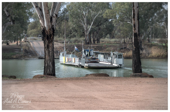 A flat, cable operated car ferry crossing a calm river. The ferry is framed between two large, dead-looking river red gum trees in the foreground, with a dirt bank leading up to the frame.

In the background, there is a ramp leading up from the riverbank and dense green woodland.