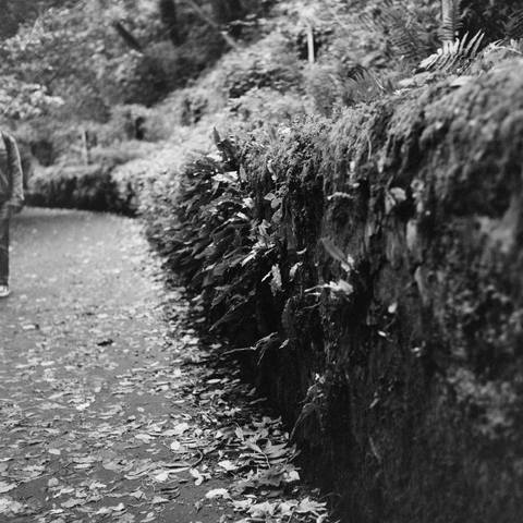 Yashica MAT124G | Cinestill BWXX 250 | Shot at 400 + Med Yellow Filter | Developed in XTOL

A pathway along the Water of Leith, ferns growing out of a rock wall