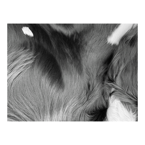 A white feather on a dog's black and white coat. (Version françæ) Æn plume blank tombæ sur læ pelage noirx & blank d’æn chiæn.