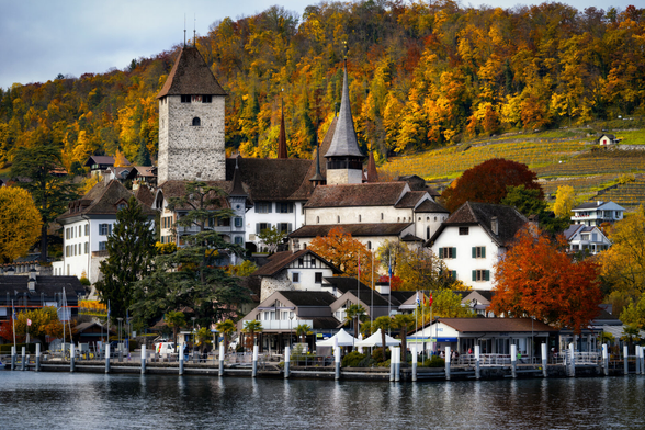 Eine malerische Ansicht des Schlosses Spiez am Thunersee, eingebettet in eine leuchtende Herbstlandschaft. Im Zentrum der Halbinsel dominiert der mittelalterliche, hohe Wohnturm mit seinem markanten Walmdach. Direkt daneben erhebt sich die romanische Schlosskirche mit ihrem schlanken, spitzen Kirchturm.

Die hellen, weiss verputzten Fassaden der Schlossgebäude und der angrenzenden Häuser stehen in lebhaftem Kontrast zu den dunklen Dächern. Das gesamte Ensemble wird von einem dicht bewaldeten Hang überragt, dessen Bäume in intensiven Herbstfarben – Gelb, Orange und tiefes Rot – leuchten. Diese warme Farbpalette umrahmt die Szene eindrucksvoll.

Im Vordergrund trennt eine Wasserfläche des Sees die Uferpromenade von der Ansicht. Am Ufer sind moderne Anlegestellen und kleine Bauten erkennbar. Eine grosse, dunkle Tanne setzt links vom Hauptturm einen grünen Akzent in der sonst herbstlich gefärbten Kulisse.