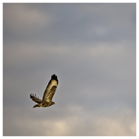En fyrkantig bild på en flygande ormvråk. Himmelen är molnig med blå delar.