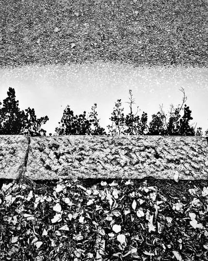 A monochrome image showing a puddle reflecting trees, bordered by a textured stone curb and scattered dry leaves below.