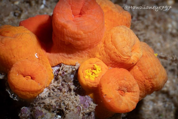 A cluster of orange cup corals at rest on an underwater reef. Each is about the size of a pinky finger tip. One coral is opened enough to show its feeding tentacles. 