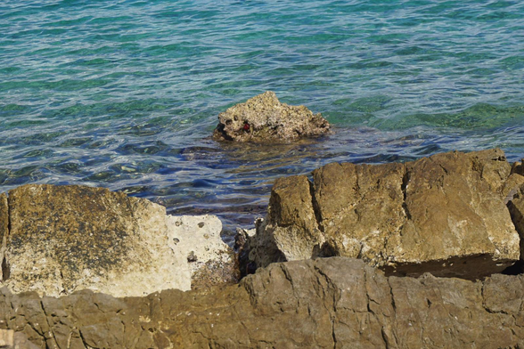 Zdjęcie chorwackiego dzikiego i skalistego wybrzeża. Dolna połowa zdjęcia to niewysokie skałki przed zejściem do morza. Górna połowa zdjęcia to już morze. Jest ono spokojne. Po środku tego morza wyłania się mniejsza i bardziej ostra skałka. Te chorwackie skały mają kolory oliwkowy i kremowy, w zależności od wilgotności i pokrycia morskimi osadami.