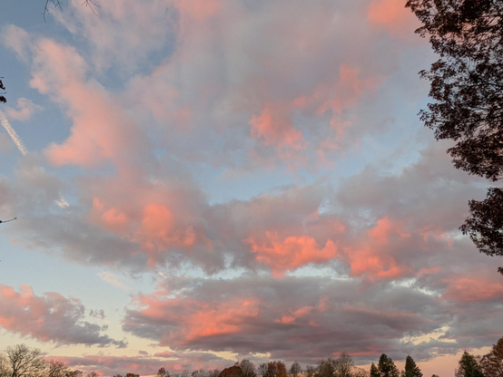 Wide angle photo of a large swath of sky dotted with clouds that are reflecting early morning light. Lots of red and pink showing. Behind and between the clouds is blue sky. At the bottom edge of the scene and on the right side of the frame are the dark silhouettes of trees.
