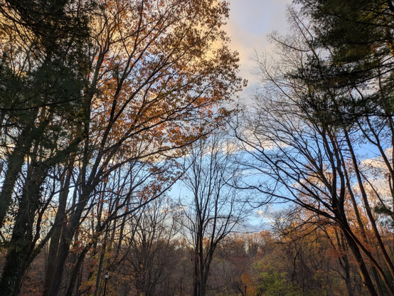 Photo looking up and past a stand of trees that are mostly dark silhouettes. Beyond is a low, distant ridge. Above is blue sky and light white clouds.