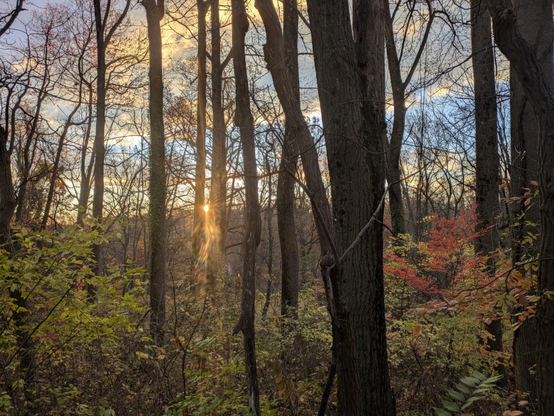 Early morning photo through the woods. There is blue sky with clouds beyond, over a distant ridge. The trees are thinning — leaf cover is light. The low foliage is mostly green, still, but  there are a few red shrubs.