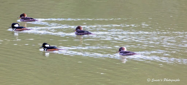 "Five hooded mergansers glide across a calm, silvery body of water like a ceremonial procession. The surface shimmers with soft ripples trailing behind each bird, marking their deliberate movement as if inscribing a scroll across the lake. Two males lead the flotilla, their crests raised like feathered helmets, boldly patterned in black and white. Their heads resemble abstract brushstrokes—sharp, graphic, and regal—while their golden eyes pierce forward with quiet intensity.

Behind them, three females follow in gentle formation. Their plumage is earth-toned—rich browns and muted grays—with cinnamon crests that puff like windswept tufts. They move with understated grace, their reflections faintly mirrored in the water below. The group maintains a loose but intentional spacing, as if bound by an unspoken choreography.

The scene is hushed, reverent. No splashing, no urgency—just a quiet glide beneath a soft morning light. The water’s surface is a canvas of pale blues and silvers, broken only by the ducks’ mirrored silhouettes and the gentle wake they leave behind. It feels like a moment suspended in time, a sovereign aquatic rite." - Microsoft Copilot
