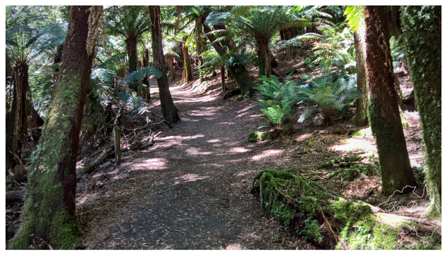 A dirt and leaf strewn forest path winds gently uphill through a dense, lush rain forest. Tall, moss covered tree trunks flank the path, with large ferns and thick undergrowth creating a canopy of dappled light. The atmosphere is damp, green, and serene.