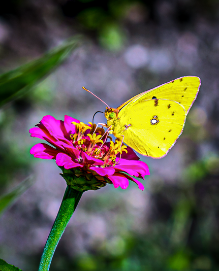Butterfly resting on a flower!